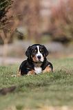 GRAND BOUVIER SUISSE 035